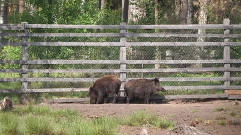 Wild boar on the reservation in summer Stock Footage 133307989