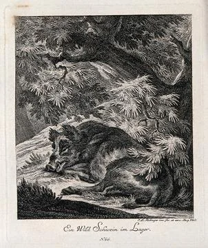 A wild boar resting under a tree in the forest. Etching by J. E. Ridinger. Stock Illustration