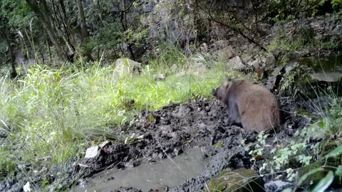 Wild Boar Rolling in Mud Stock Footage 169266825