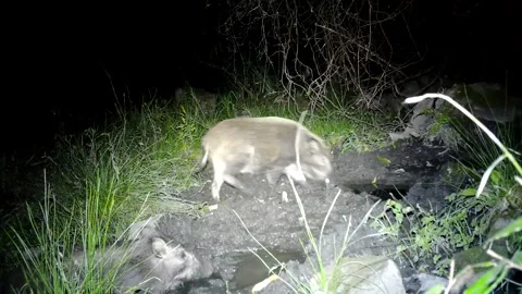 Wild Boar Rolling in Mud at Night 動画素材 169193063
