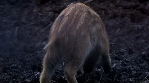 A wild boar rookie in the mud 4k 25fps video Stock Footage 317200959
