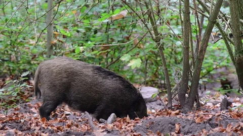 Wild boar root in the forest floor for feed Video stock 99275314