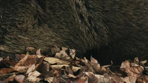 Wild boar rooting and lying down in autumn leaves (close up) Stock Footage 316702094