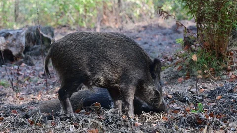 Wild boar rooting for feed in the forest Video stock 99246189