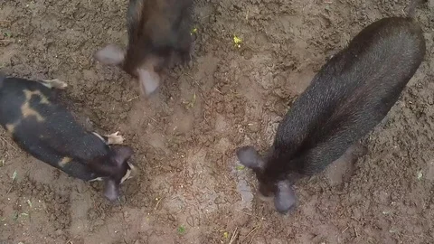 Wild Boar Rooting Stock Footage 80135583