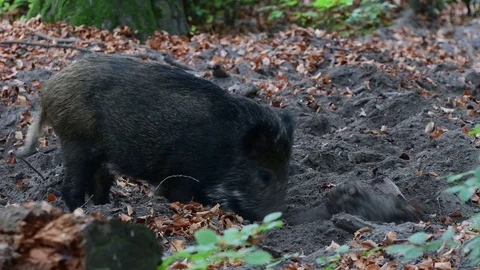 Wild boar rooting the forest floor for feed Stock Footage 99276848
