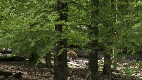 Wild Boar Rooting in Forest Soil – Cinematic 4K Stock-Footage 321181797