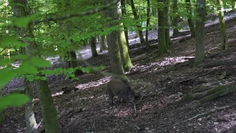 Wild Boar Rooting in Forest Soil – Cinematic 4K 스톡 동영상 321182595