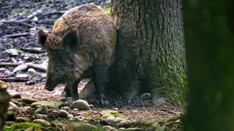 Wild Boar Rubbing Against Tree – 4K Close-Up 動画素材 320170555