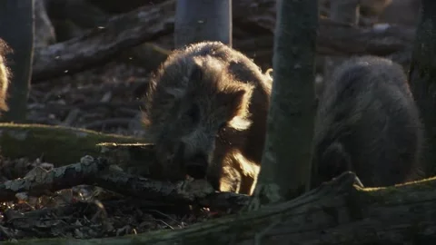 Wild boar rubbing and scratching itself on a tree stump in gentle, warm sunlight Stock Footage 321883531