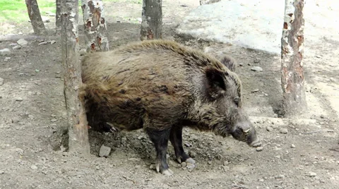 Wild boar rubbing its back against a tree Video stock 37764667