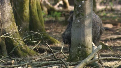 Wild boar rubs itself at a tree  Stock Footage 270794401