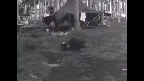 Wild boar run through a camp and a sailor cooks on the island of Espiritu Santo Stock Footage 100556795