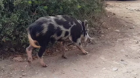 Wild boar Sardinia Stock Footage 159982514