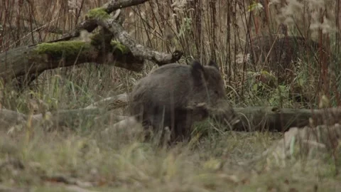Wild boar scratches itself on a tree trunk Stock Footage 286135939