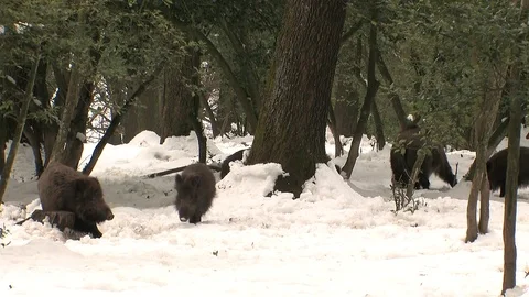 Wild boar scratching in snow Stock Footage 81361886
