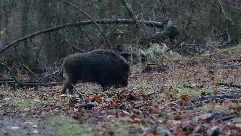 Wild boar search feed in the forest Stock Footage 91284424