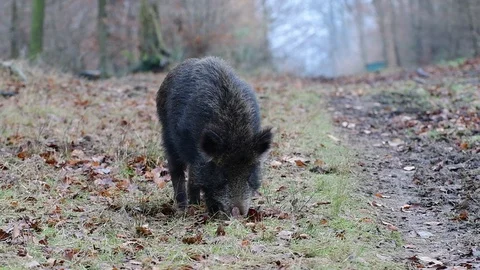 Wild boar search feed in the forest Stock Footage 91285213