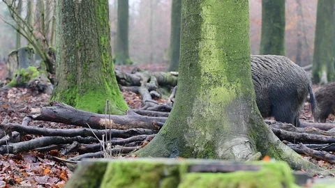 Wild boar search feed in the forest Stock Footage 91286599