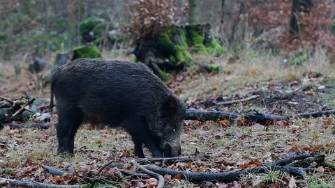 Wild boar search feed in the forest Stock Footage 91823927