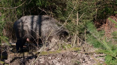 Wild boar search feed in the forest Stock Footage 91854468