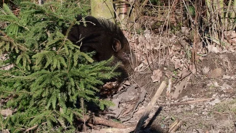Wild boar search feed in the forest Stock Footage 92852087