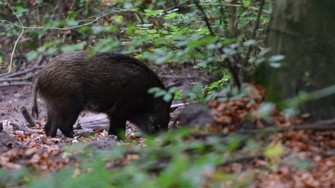 Wild boar search feed in the forest Stock Footage 99243024