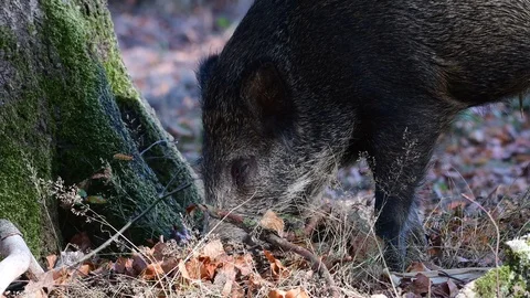 Wild boar search feed in the forest Video stock 99274865