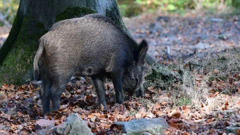 Wild boar search feed in the forest Stock Footage 99276998