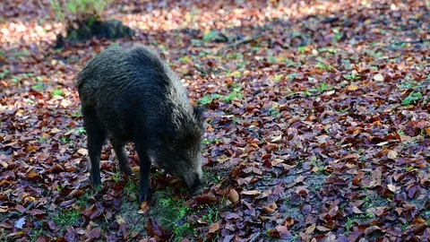 Wild boar search feed in the forest, autumn Video stock 126220786