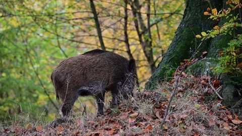 Wild boar search feed in the forest, autumn Stock Footage 128805943