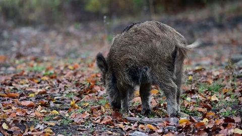 Wild boar search feed in the forest, autumn Stock Footage 128805973