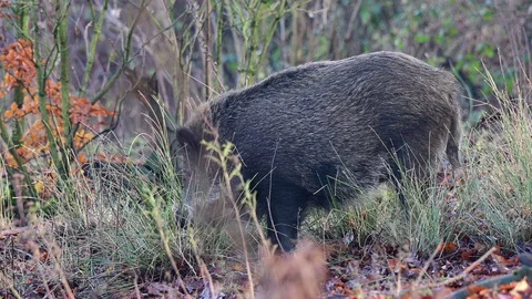 Wild boar search feed in the forest, autumn Stock Footage 129303070