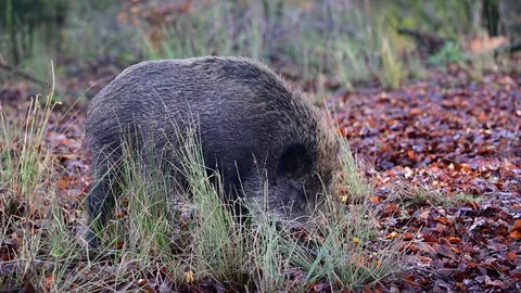 Wild boar search feed in the forest, autumn Stock Footage 129303185