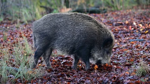 Wild boar search feed in the forest, autumn Stock Footage 129303187