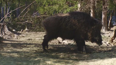 Wild boar shakes himself after a bath in the mud Stock Footage 270794225