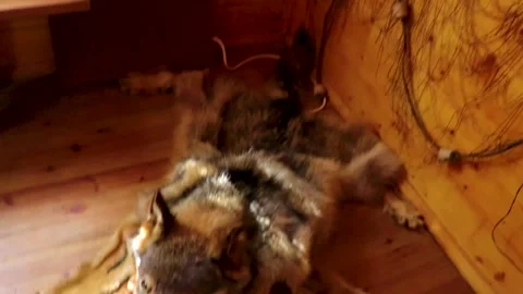 Wild boar skin and wolf skin in wooden hut Belarus. Stock Footage 314831562