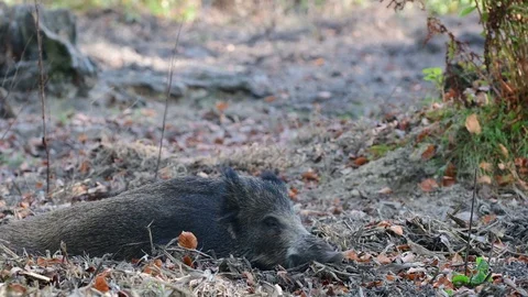 Wild boar sleep in the forest Video stock 99245276