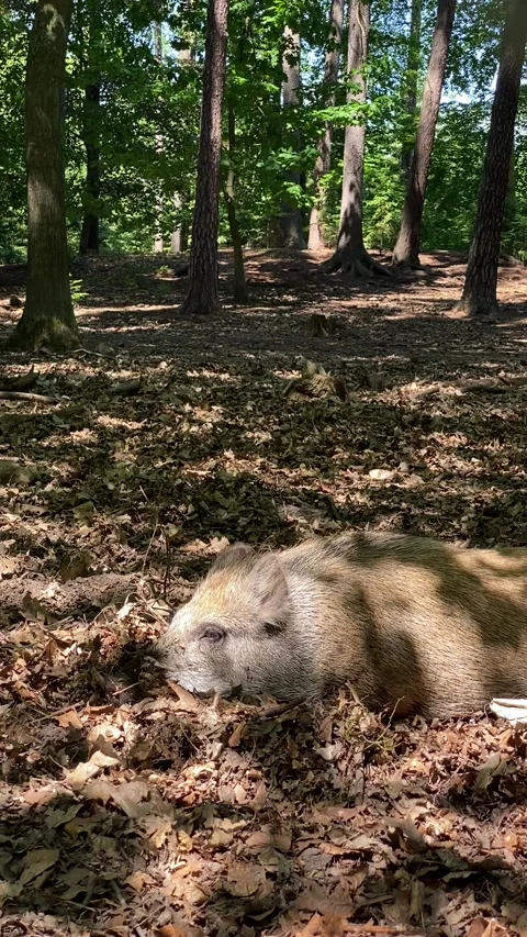 Wild boar sleeping and waking up in forest in Karlovy Vary. Vertical video Stock Footage 246681015