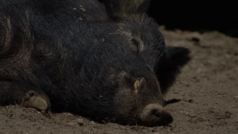Wild boar sleeping in the dirt Stock Footage 106584501
