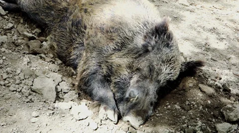 Wild boar sleeping 動画素材 37766068