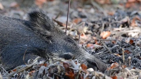 Wild boar sleeping in the forest Video stock 99277297