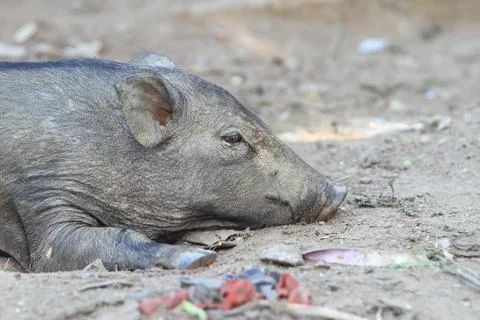 Wild boar sleeping Stock Photos