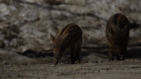 Wild boar slow motion walking baby piglet Stock Footage 106584541