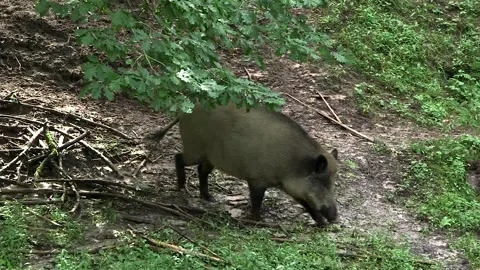 Wild Boar Smells Tree Leaves and Walks in the Forest Stock Footage 268724769