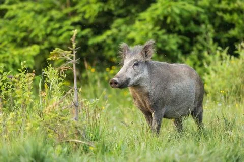 Wild boar sniffing with its snout on a green meadow with green grass Stock Photos