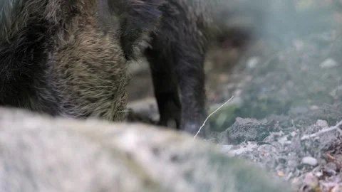 Wild Boar Snout Digging in Forest Floor – Close-Up 4K 스톡 동영상 321182632