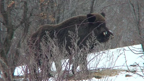 Wild boar snow 01 Stock Footage 162606956