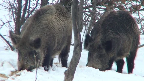 Wild boar snow 02 Stock Footage 162606972