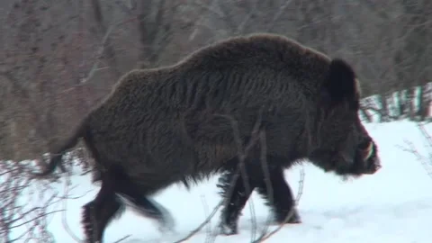 Wild boar snow 04 Stock Footage 162607003
